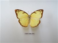 藏品(遷粉蝶)的圖片